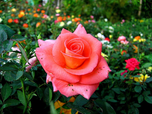 1754587 (a): :1920x1440